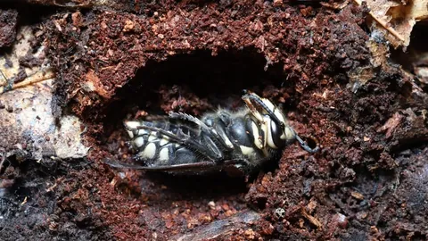 特朗普5000美元支票提案遭共和党内部抵制开云代理：内部分析及避雷指南